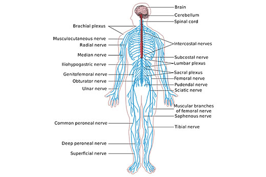 nervous system diagram-en-520x346